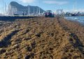 Poniente registra una de las mayores acumulaciones de algas en lo que va de año