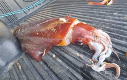 Operarios encuentran un calamar de grandes dimensiones que ha sido entregado al Cegma