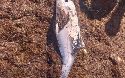 Aparece un delfín muerto en la playa de Los Manolos