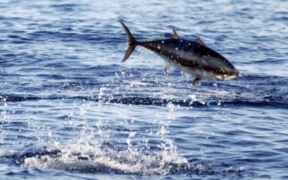 Se suspende la temporada de pesca del atún rojo hasta el 6 de agosto