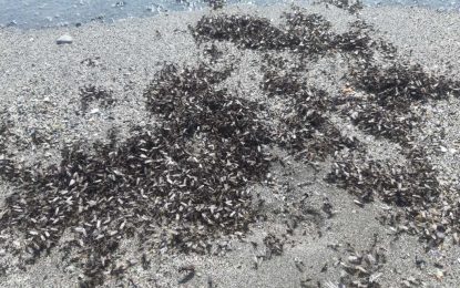 La delegación de Playas retira una gran cantidad de alúas muertas, restos de las aparecidas ayer por millones en  las playas de Levante y Santa Bárbara