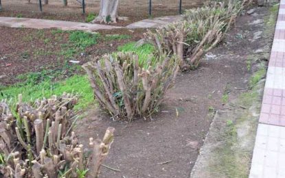 Parques y Jardines realiza trabajos de limpieza y recorte en  el parque canino de Punta Ribot
