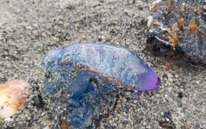 Playas alerta de arribazones masivos de carabelas portuguesas en las playas de Levante y Santa Bárbara