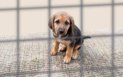 Salud desarrolla un nuevo programa educativo sobre ´Tenencia y Abandono de Animales de Compañía´
