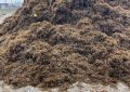 Playas  retira 22 toneladas de algas del litoral de Poniente