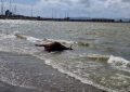 Playas colabora en la retirada del cadáver de una vaca retinta a punto de dar a luz aparecida en la playa de Poniente