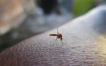 Salud previene ante la posible proliferación  de mosquitos debido a las recientes lluvias, el aumento de temperaturas y la humedad