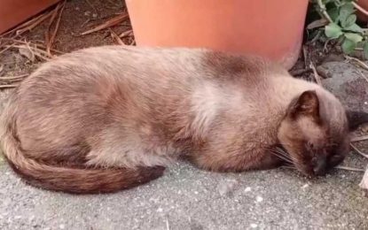 Dos  gatos heridos y dos fallecidos durante este verano a consecuencia de disparos de perdigones