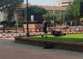 Parques y Jardines refuerza sus dotaciones de suministros y mantenimiento de zonas ajardinadas para el periodo 2025-29