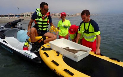 La delegación de Playas reintroduce al mar un tiburón ángel, una especie en peligro crítico de extinción