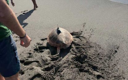 Personal de Playas colabora en la suelta de una tortuga en la playa de La Alcaidesa