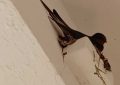 Hallan un nido de golondrina