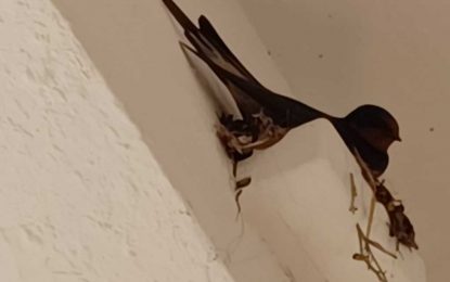 Hallan un nido de golondrina