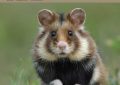 John Cortes colabora en una importante publicación sobre fauna europea