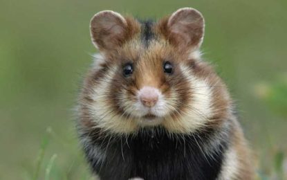 John Cortes colabora en una importante publicación sobre fauna europea