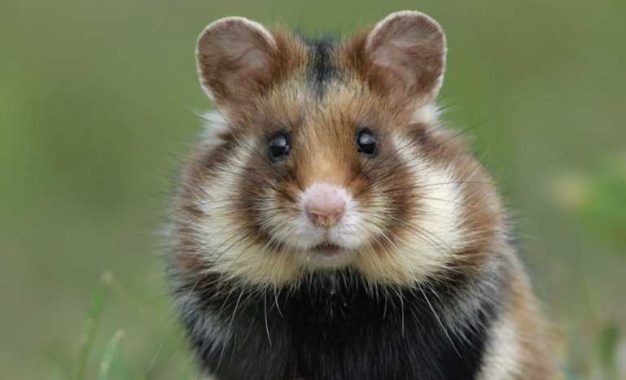 John Cortes colabora en una importante publicación sobre fauna europea