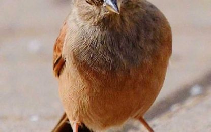 ¿Ha visto este pájaro?