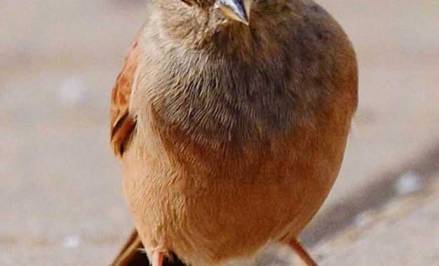 ¿Ha visto este pájaro?